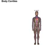 The Organization of the Human Body: Body Cavities