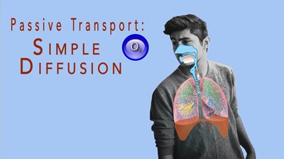 The Cell: Passive Transport Diffusion (Video)