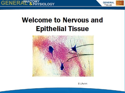 Nervous and Epithelial Tissue