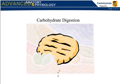 Carbohydrate Digestion (Screencast)