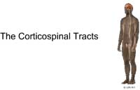 The Corticospinal Tracts