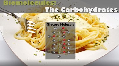 Biomolecules: The Carbohydrates (Video)