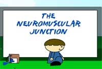 The Neuromuscular Junction