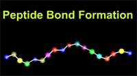 Peptide Bond Formation
