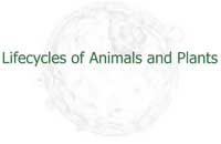 Lifecycles of Animals and Plants