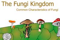 The Fungi Kingdom: Common Characteristics of Fungi