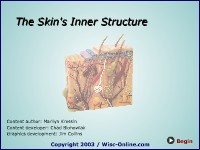 The Skin's Inner Structure