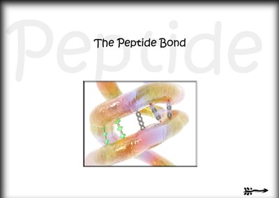 The Peptide Bond (Screencast)