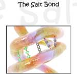 Chemical Hair Bonds: The Salt Bond