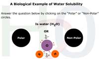 A Biological Example of Water Solubility