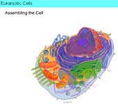 Eukaryotic Cells: Assembling the Cell  