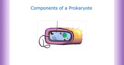 Components of a Prokaryote (Screencast)