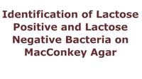 Identification of Lactose Positive and Lactose Negative Bacteria on MacConkey Agar