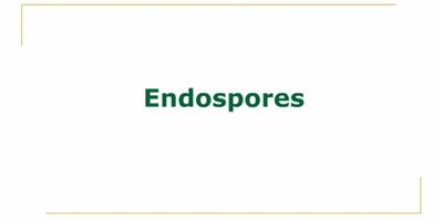 Endospores (Screencast)