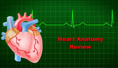 Heart Anatomy Review