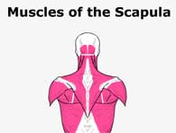 Muscles of the Scapula
