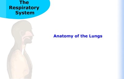 Anatomy of the Lungs (Screencast)